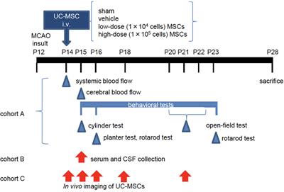 Dose-Dependent Effect of Intravenous Administration of Human Umbilical Cord-Derived Mesenchymal Stem Cells in Neonatal Stroke Mice